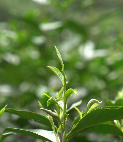 微信圖片_20250317134737.png 微信圖片_20250317134737.png